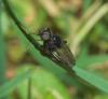 Bibio sp.